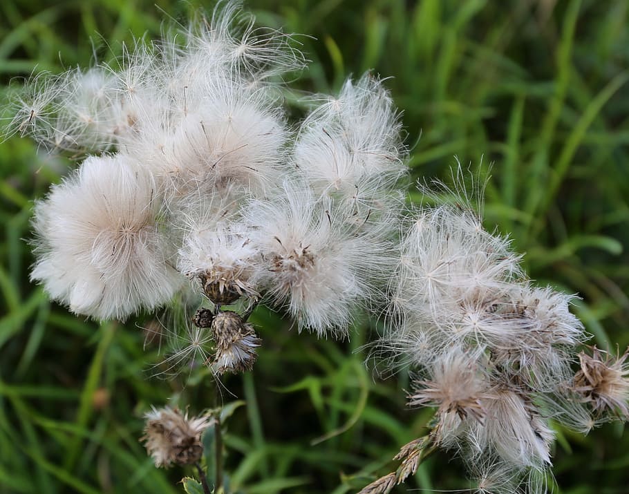 weeds, seed, roads, plant, fragility, vulnerability, close-up HD wallpaper