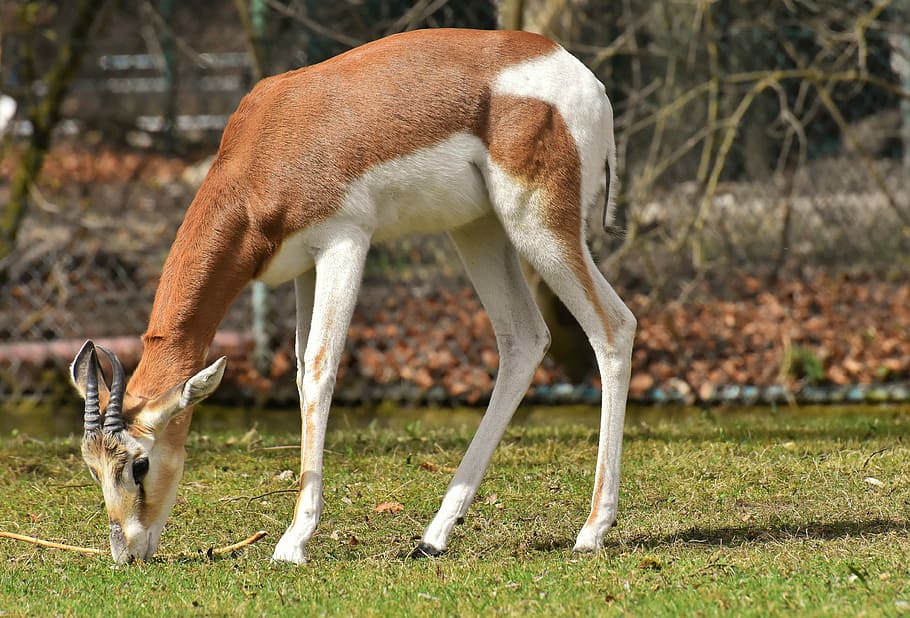 HD wallpaper: brown and white deer eating grass, gazelles, wild animals,  pair | Wallpaper Flare