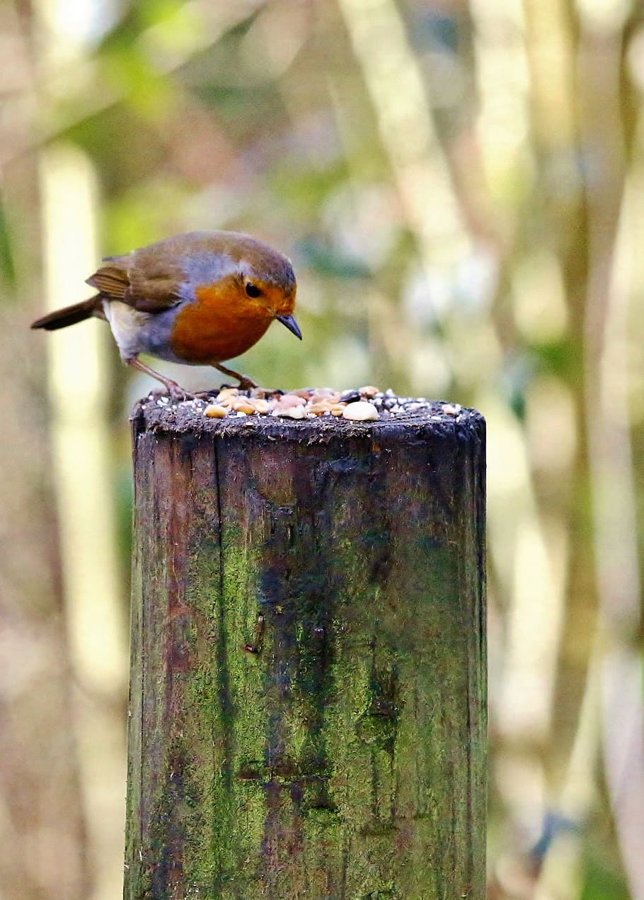 Robin, Bird, Nature, Small, red, erithacus, rubecula, wildlife HD wallpaper