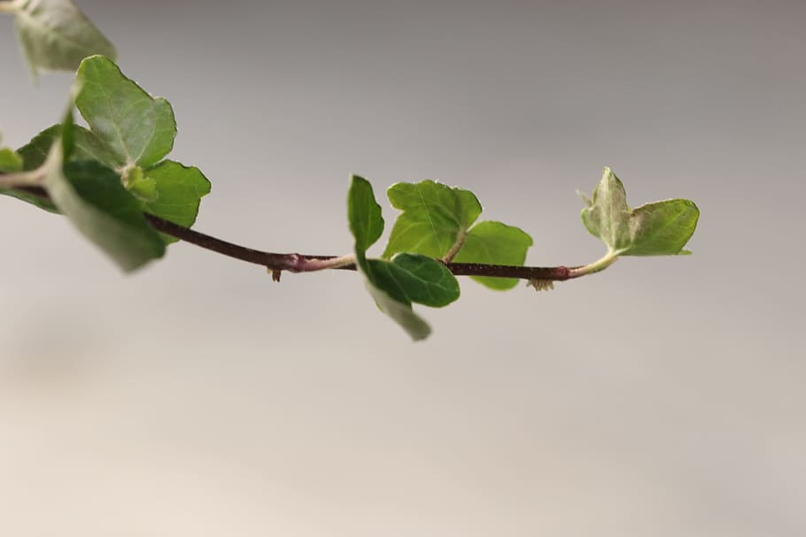 branch, green, nature, leaf, plant part, close-up, growth, no people HD wallpaper