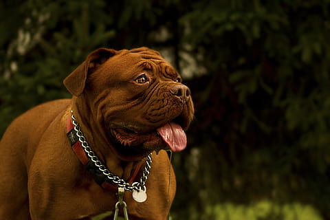 HD wallpaper: bordeaux, dog, dogue, mastiff, show, head, french, muscular - Wallpaper Flare