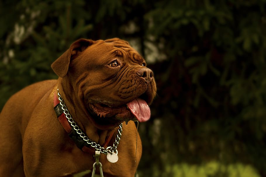 selective focus photography of adult mahogany French mastiff