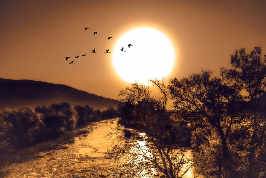 silhouette photography of trees and birds, sun, river, sky HD wallpaper