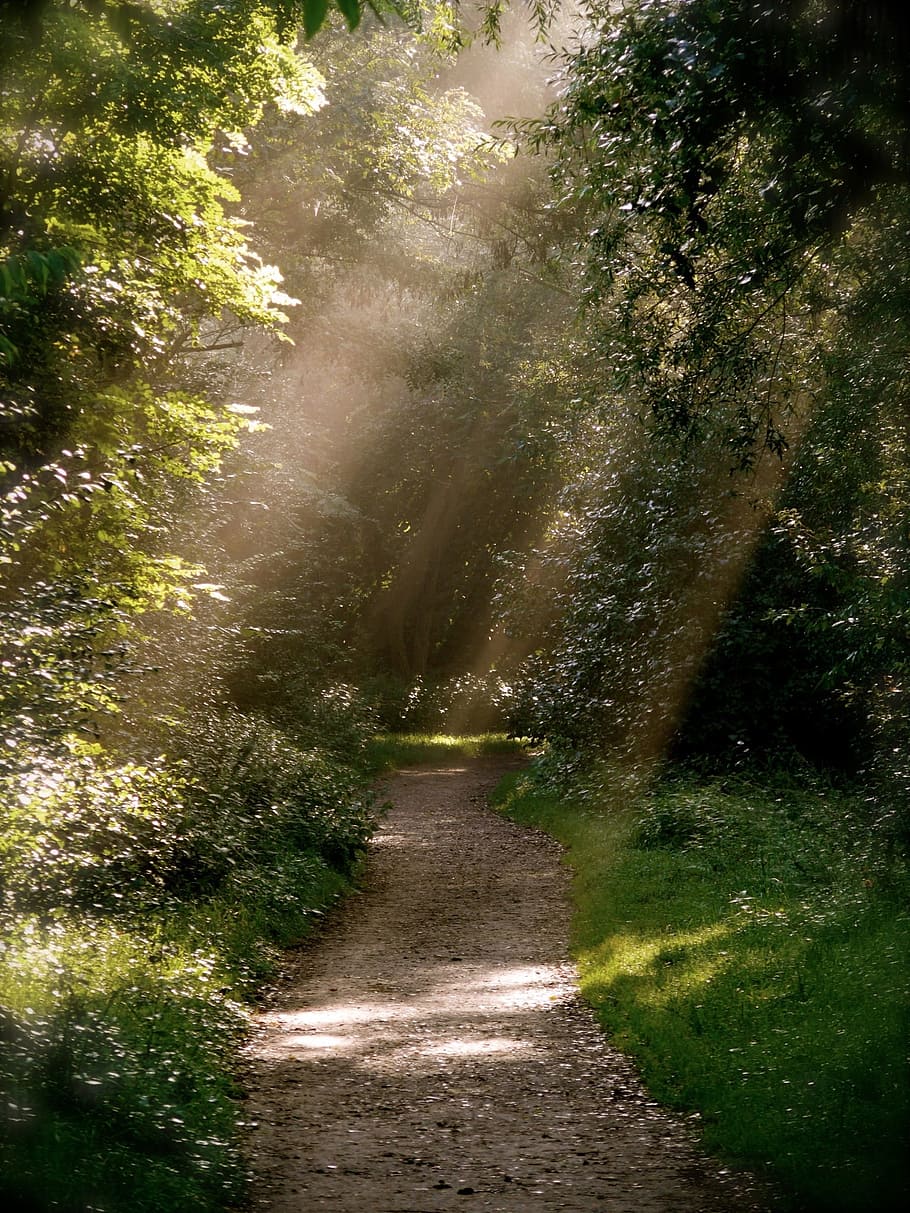 photography of trees at daytime, forest path, mood, park, away HD wallpaper