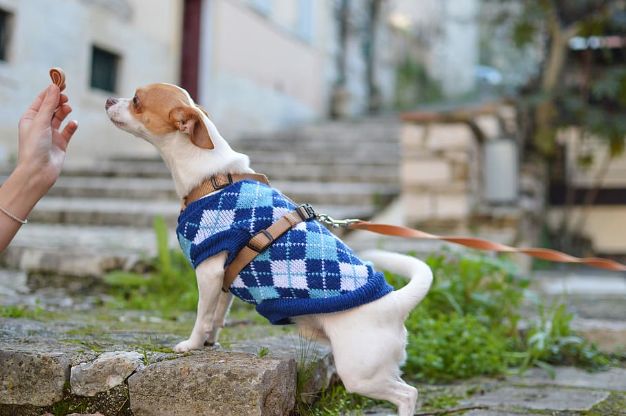 person giving food to white and brown dog, adult smooth tan and white Chihuahua with blue shirt on focus photo