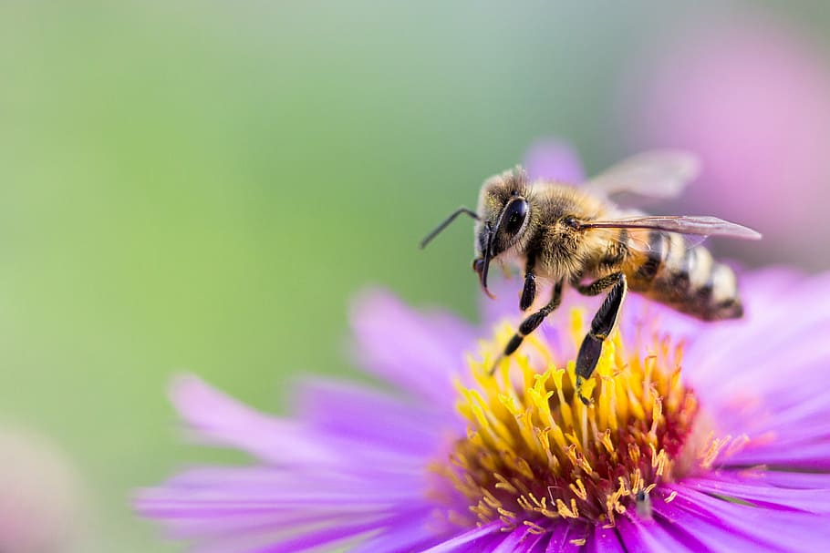 honey bee perching on purple and yellow flowers in self focus photography HD wallpaper