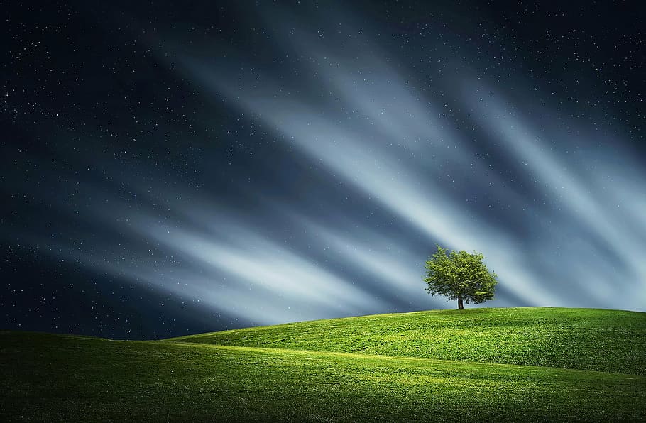 long exposure photograph of tree, night, clouds, nature, landscape HD wallpaper