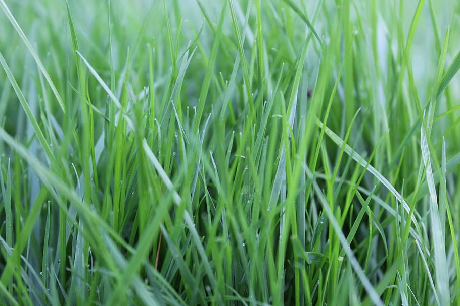 grass, rush, green, nature, blades of grass, lawn, background image HD wallpaper