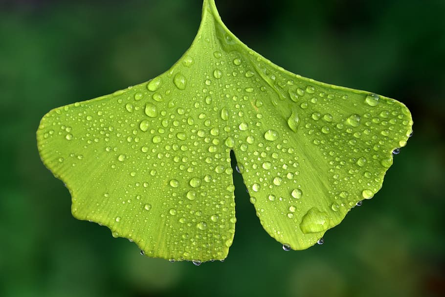 macro photography of green leaf, ginko, nature, plant, ginko tree