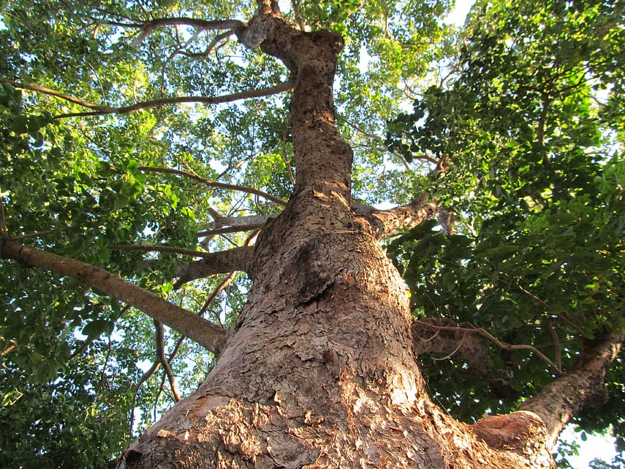 Tree Trunk, Nature, Forest, outdoors, woodland, branch, bark HD wallpaper