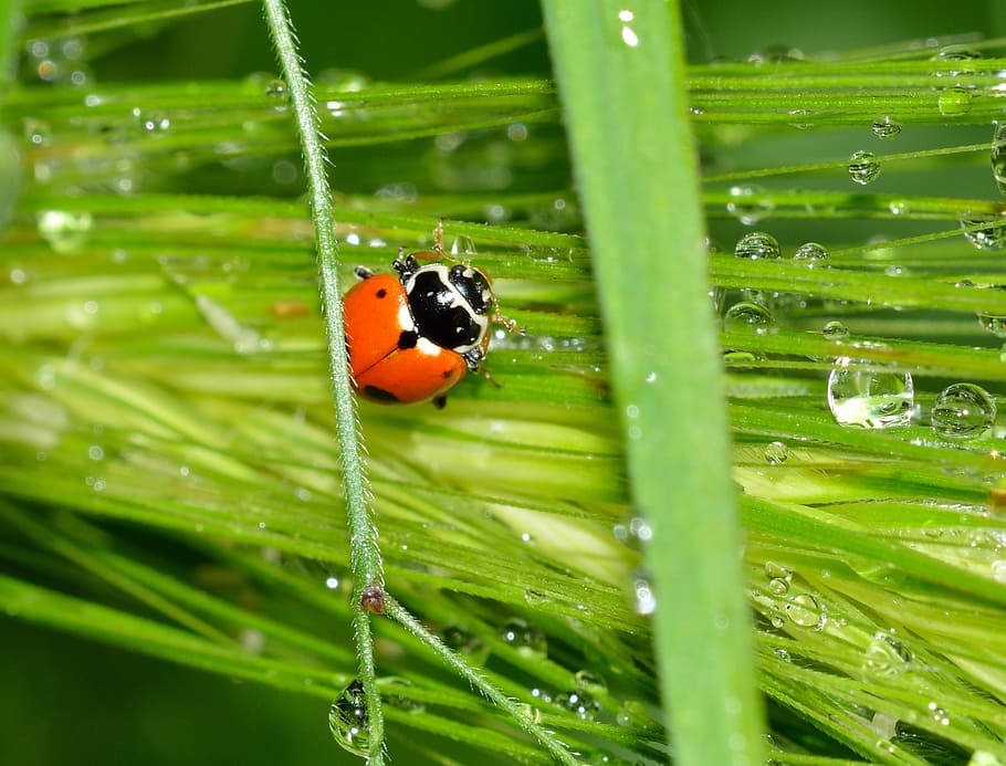 ladybug, insects, beetles, sectepuntata, animal wildlife, invertebrate HD wallpaper