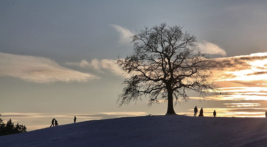 nature, dawn, sunset, sky, tree, landscape, winter, panorama HD wallpaper