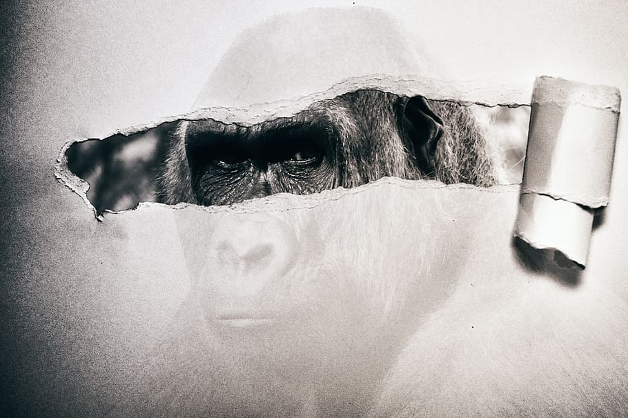 gorilla, paper, black and white, black white, monkey, composing, HD wallpaper