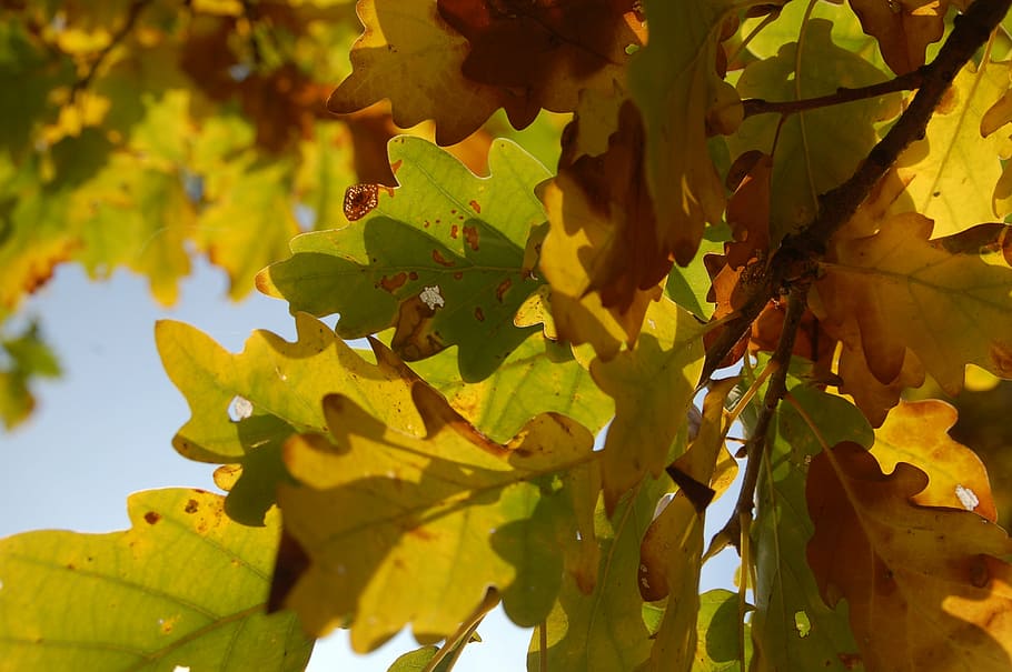 autumn, oak, leaf, plant part, growth, nature, no people, tree HD wallpaper