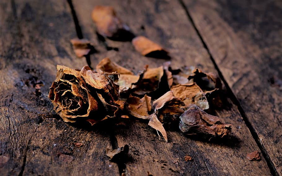 dried rose flowers, pink, winters, leaf, nature, wood, branch HD wallpaper