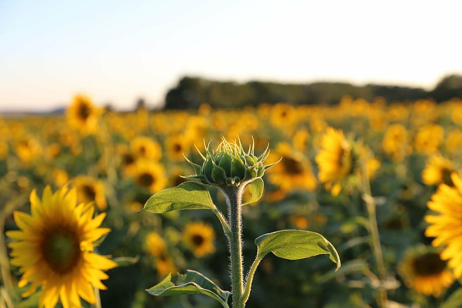 sunflower, provence, light, nature, yellow, agriculture, field HD wallpaper
