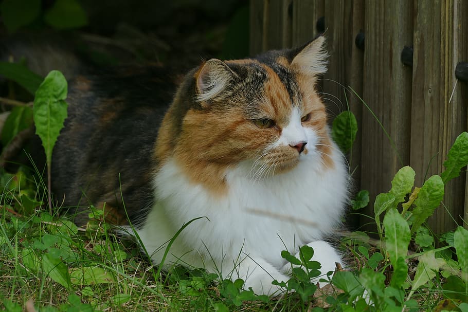 cat, pet, animal, animal themes, one animal, domestic, pets HD wallpaper