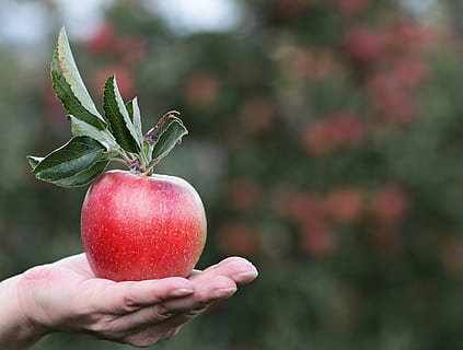 person showing ripe apple, red, red apple, hand, apple orchard HD wallpaper