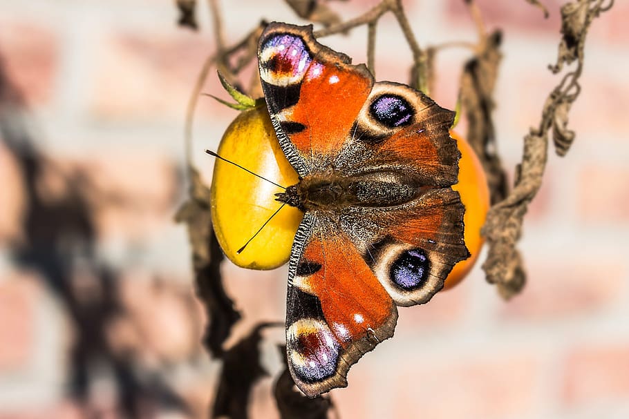 peacock butterfly on round orange fruit, insect, close, colorful, HD wallpaper