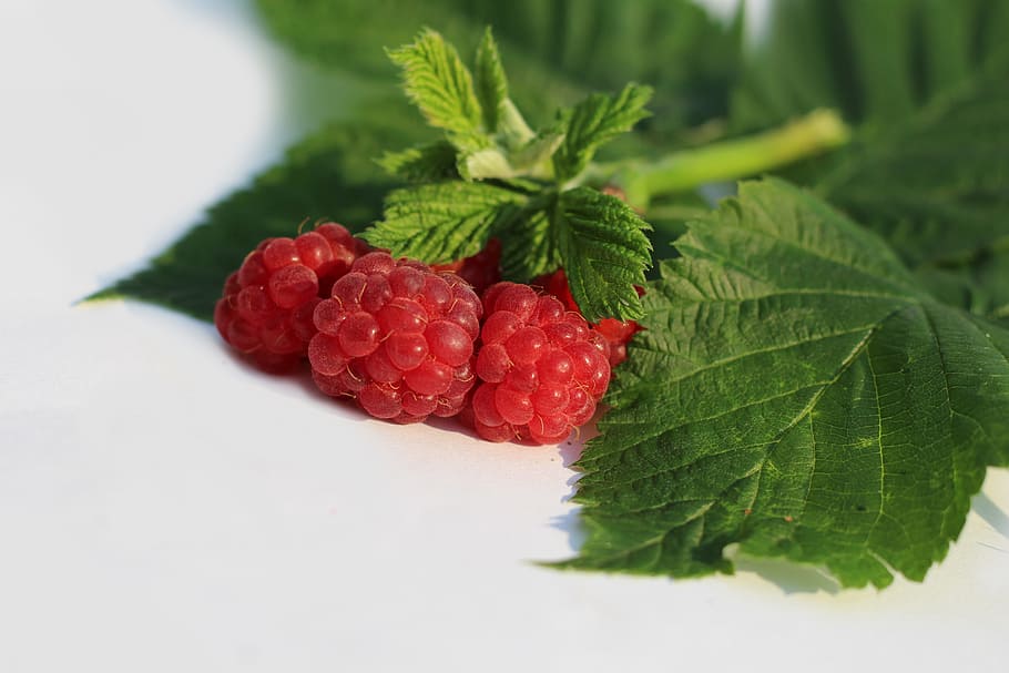 raspberry, letter, leaf, plant part, food and drink, fruit HD wallpaper