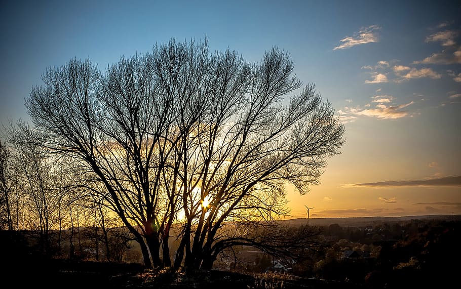 sun, trees, sunset, sky, landscape, silhouette, setting sun HD wallpaper