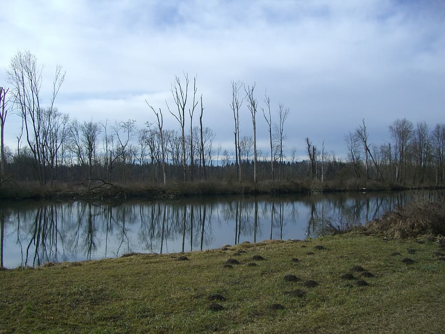 danube, river, bank, trees, kahl, mirroring, grass, molehill HD wallpaper