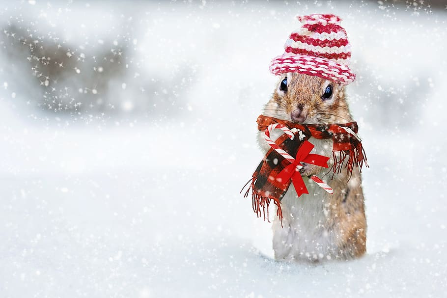 focus photography of brown hamster on snowy place, winter, chipmunk HD wallpaper