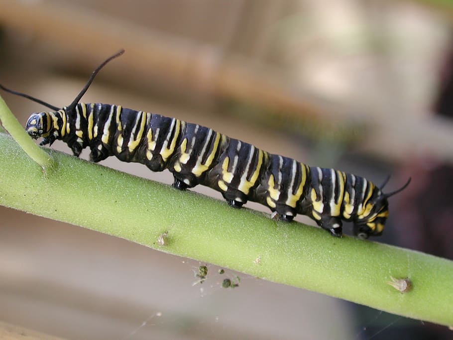 caterpillar, monarch, insect, bug, macro, colorful, stem, plant HD wallpaper