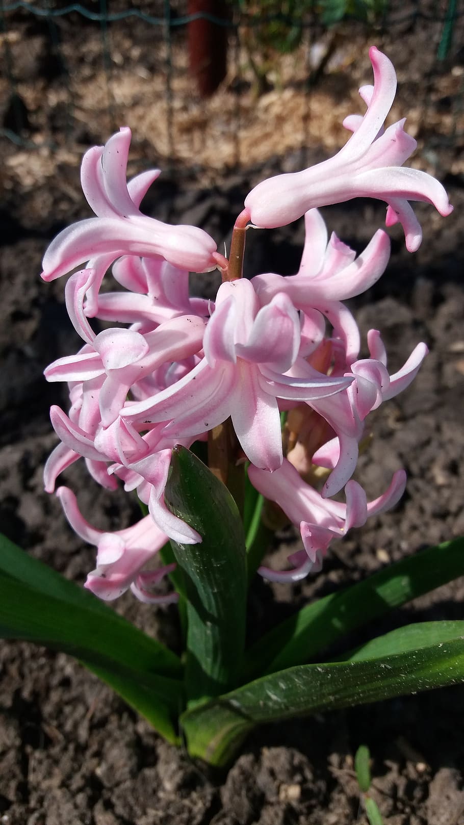 spring, hyacinth, nature, flower, pink color, flowering plant HD wallpaper