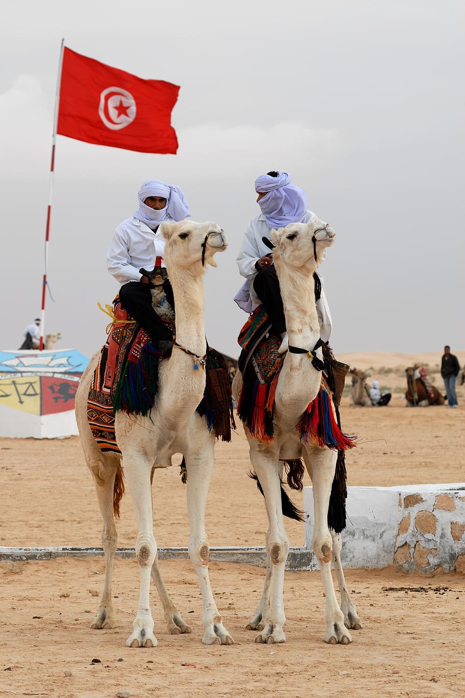tunisia, camel, animal, bedouin, animal themes, domestic animals, HD wallpaper