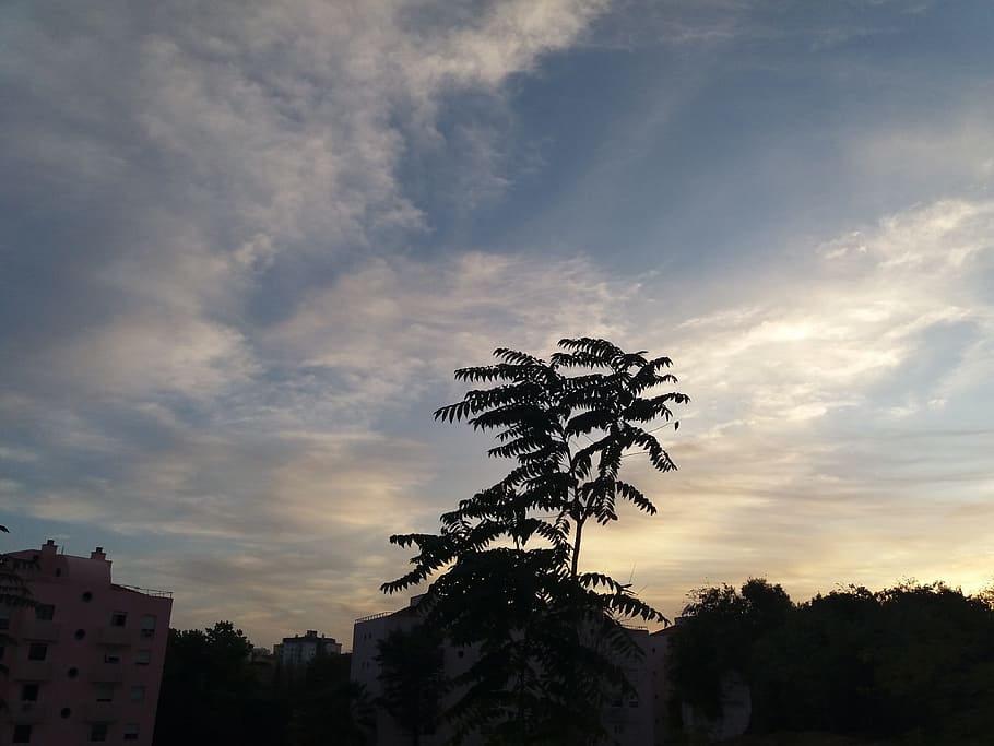 sky, twilight, tree, dim, windy, blow, cloud, cloud - sky, plant HD wallpaper