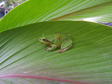Rana, Toad, Leaf, Turmeric, Jump, Nature, amphibian, tadpoles HD wallpaper