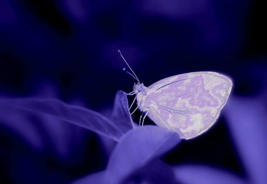 purple butterfly perched on purple leaf in closeup photography HD wallpaper