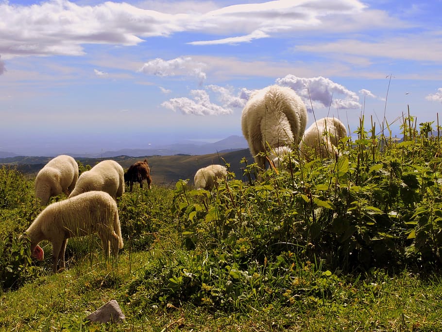 flock, grass, sky, clouds, animal, sheep, landscape, mammal HD wallpaper