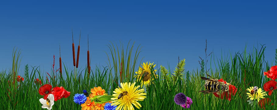 nature, flower, summer, grass, field, plant, blue, flowering plant HD wallpaper