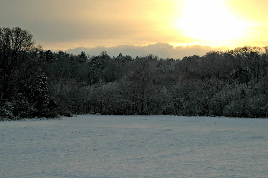 Snow, Winter, Nature, Trees, tranquility, cold temperature HD wallpaper