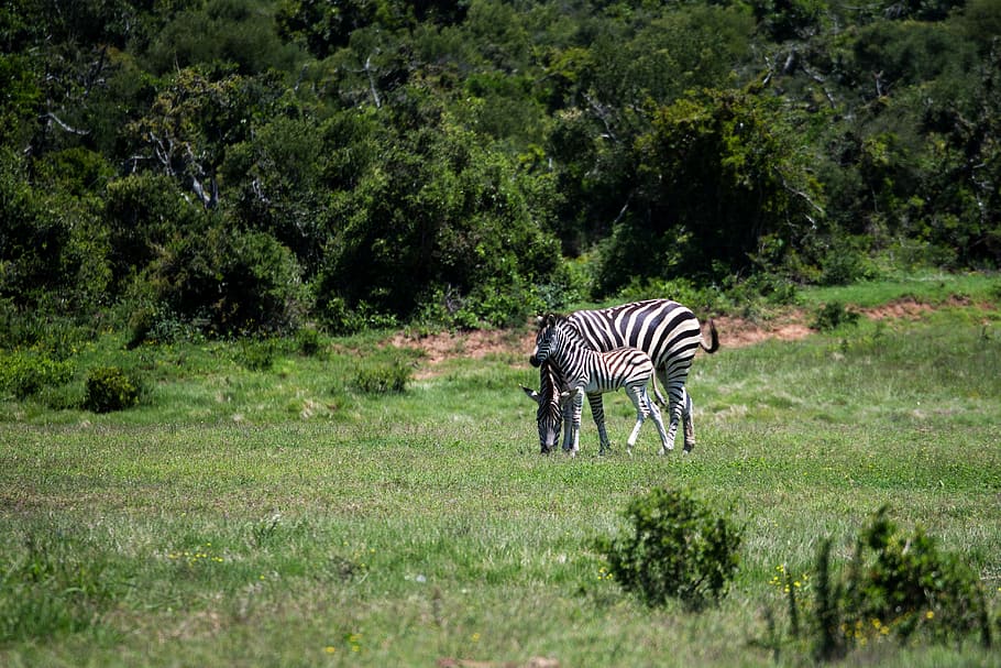 zebra, mare, foal, grass, wildlife, mammal, africa, safari HD wallpaper