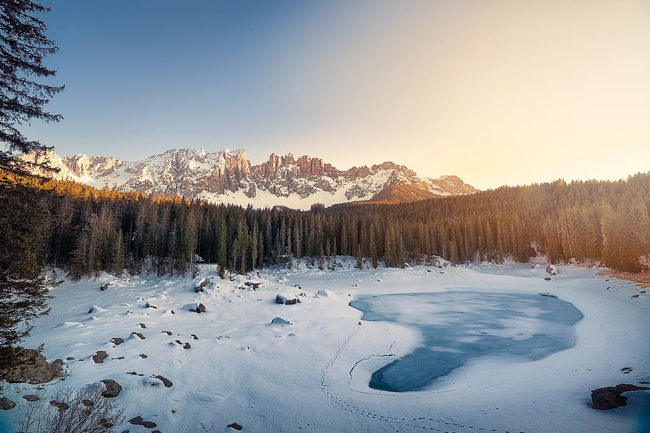snow field with trees, cold, conifer, fir trees, forest, frozen HD wallpaper