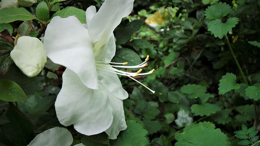 white azaleas, flowers, danahham, plant, beauty in nature, flowering plant HD wallpaper