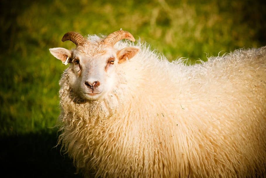 brown ram near green grasses, sheep, lamb, animal, nature, farm HD wallpaper