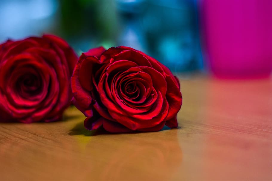 rosa, approach, plant, rose, rose - flower, red, beauty in nature HD wallpaper