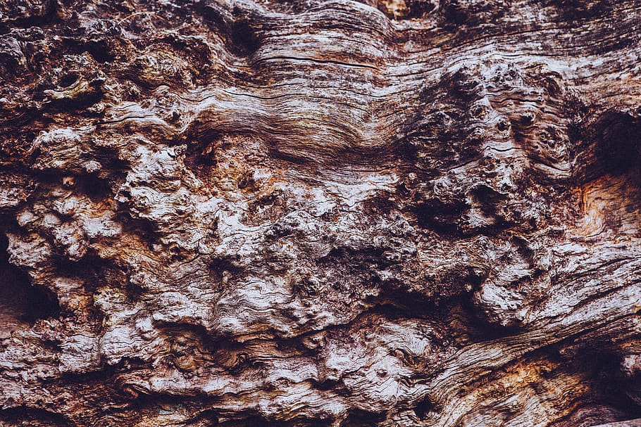 bark, tree, wood, trunk, full frame, backgrounds, textured HD wallpaper