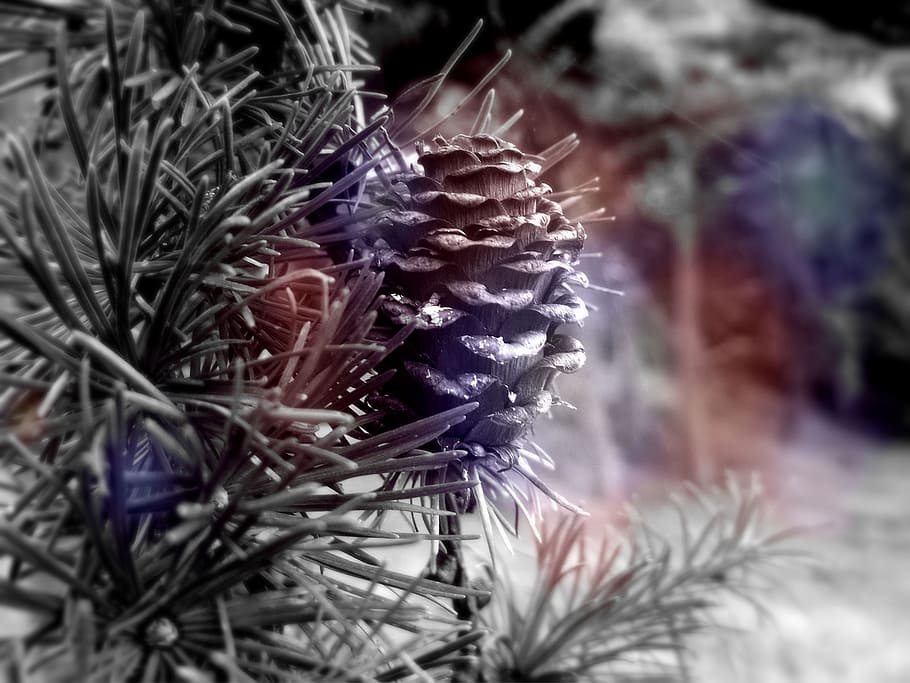 zach, conifer, branch, tree, forest, nature, grunge, plant HD wallpaper