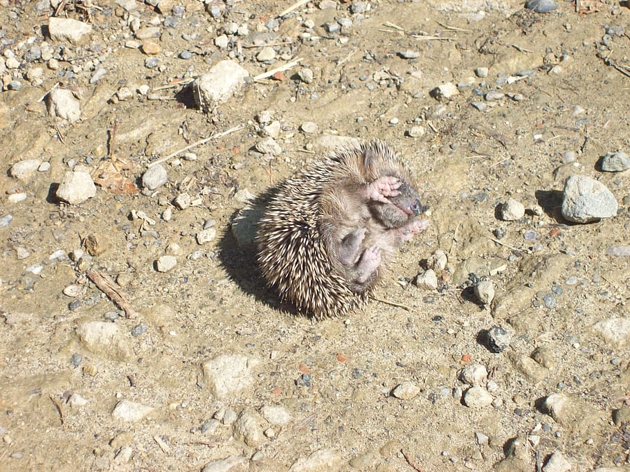 tiny, prickly, baby, hedgehog, animal, animal themes, mammal HD wallpaper
