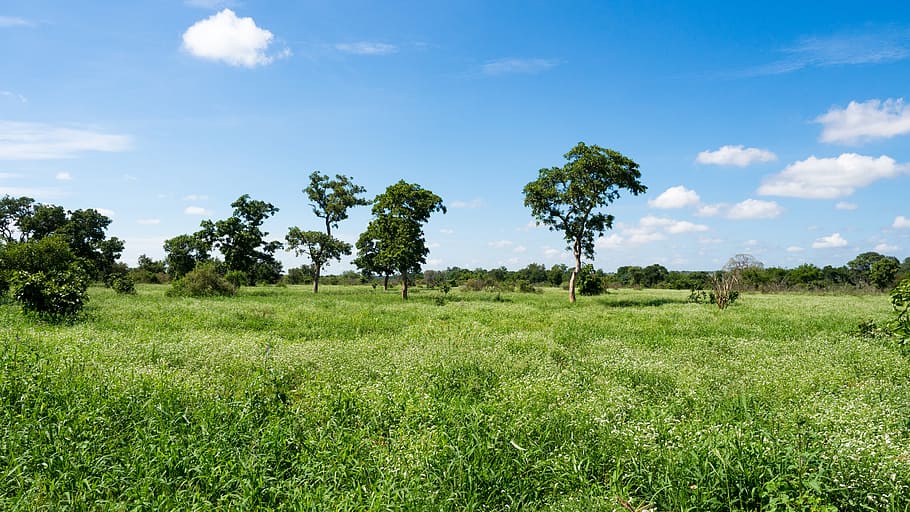 landscape, large, green, sky, blue, trees, south africa, krueger HD wallpaper