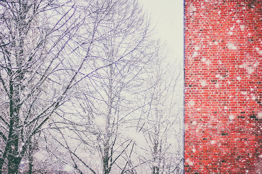 snow, blizzard, cold, winter, trees, branches, nature, bricks HD wallpaper