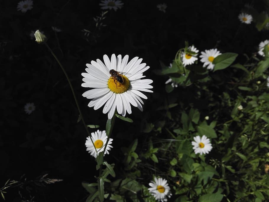 daisy, nature, bee, harmony, summer, flowering plant, freshness HD wallpaper