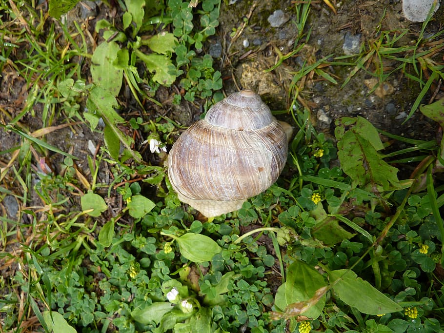 snail, animal, nature, shell, animals, slowly, animal Shell HD wallpaper