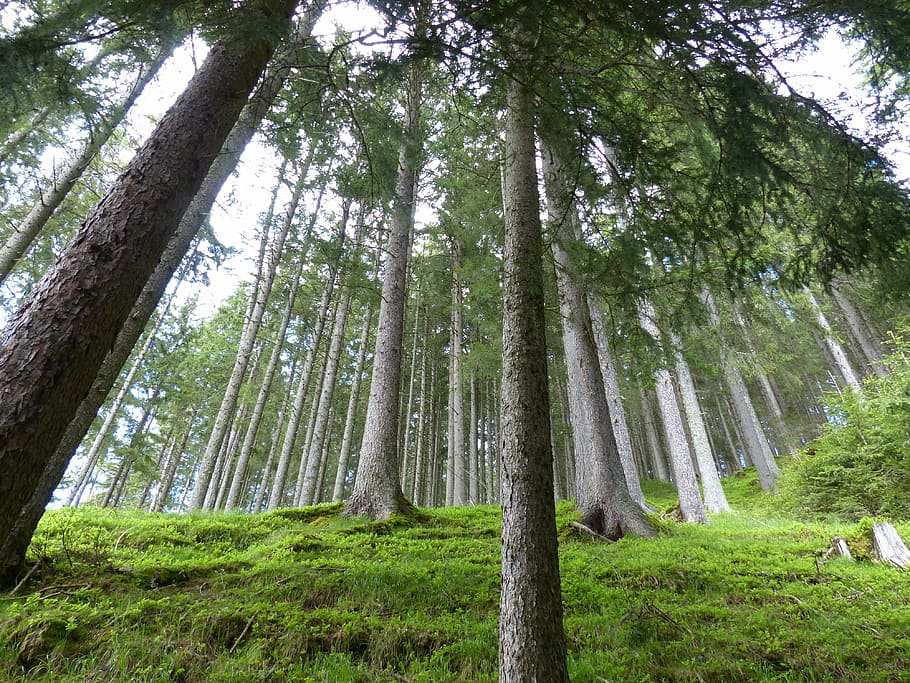 forest, trees, nature, landscape, morgenstimmung, fog, outdoors HD wallpaper