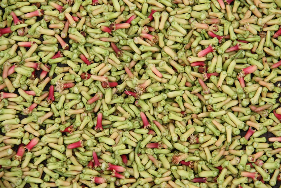 clove, herbs, background, full frame, food and drink, large group of objects HD wallpaper